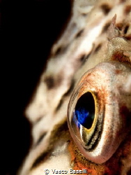 Corneal Iridescence in the eye of a blenny. by Vasco Baselli 
